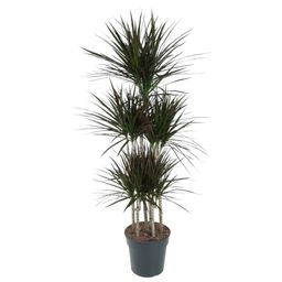 Dracaena Magenta Carrousel - 150cm - ø31 (8721055692591)