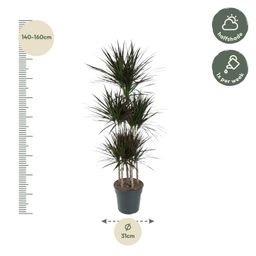 Dracaena Magenta Carrousel - 150cm - ø31 (8721055692591)