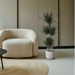 Dracaena Magenta Carrousel - 150cm - ø31 (8721055692591)