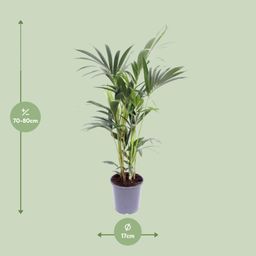 Howea Forsteriana (10111)