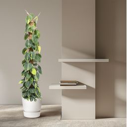 Philodendron Scandens Brasil mosstok - 150 cm - ø27 (8721055691280)
