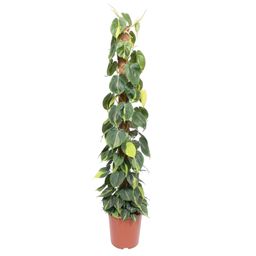 Philodendron Scandens Brasil mosstok - 150 cm - ø27 (8721055691280)