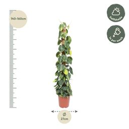 Philodendron Scandens Brasil mosstok - 150 cm - ø27 (8721055691280)