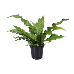 Microsorum Diversifolium (9751)