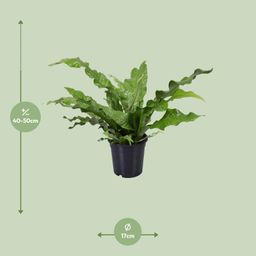 Microsorum Diversifolium (9751)