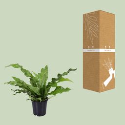 Microsorum Diversifolium (9751)