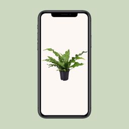 Microsorum Diversifolium (9751)