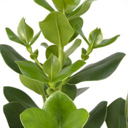 Clusia Rosea Princess (8720634287708)