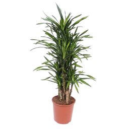 Dracaena Riki - 140 cm - ø30 (8721055690320)