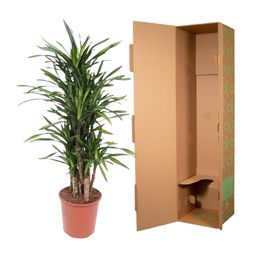 Dracaena Riki - 140 cm - ø30 (8721055690320)
