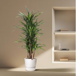 Dracaena Riki - 140 cm - ø30 (8721055690320)