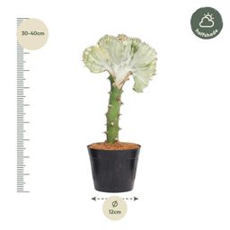 Euphorbia lactea Cristata wit - 35 cm - ø12 (8721081685048)