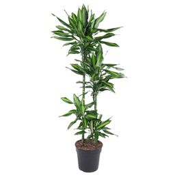 Dracaena Cintho - 150 cm - ø27 (8721055692249)