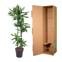 Dracaena Cintho - 150 cm - ø27 (8721055692249)
