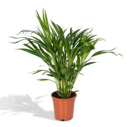 Dypsis Lutescens - Areca (8720634285360)