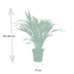 Dypsis Lutescens - Areca (8720634285360)