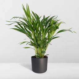 Dypsis Lutescens - Areca (8720634285360)
