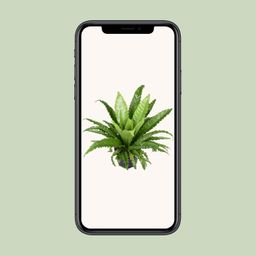 Asplenium Antiquum Osaka (9733)