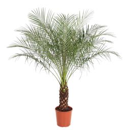 Phoenix Roebelenii - 160 cm - ø27 (8721055692911)