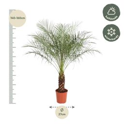 Phoenix Roebelenii - 160 cm - ø27 (8721055692911)