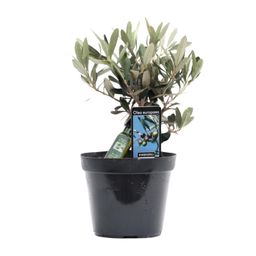 Olea Olijf (8720634287883)