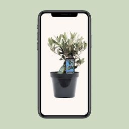 Olea Olijf (8720634287883)
