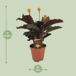 Calathea Crocata (8720634286688)