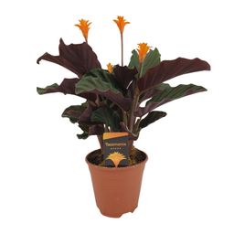 Calathea Crocata (8720634286688)