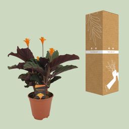 Calathea Crocata (8720634286688)