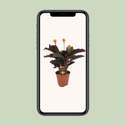 Calathea Crocata (8720634286688)