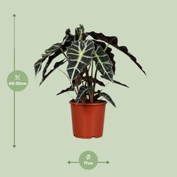 Alocasia Polly (8689)