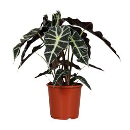 Alocasia Polly (8689)