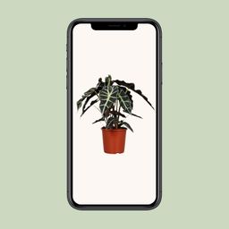 Alocasia Polly (8689)