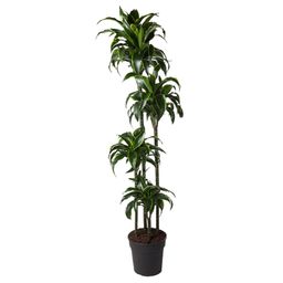 Dracaena Dorado - 170 cm - ø27 (8721055692331)
