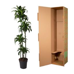 Dracaena Dorado - 170 cm - ø27 (8721055692331)