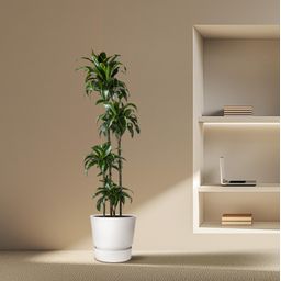 Dracaena Dorado - 170 cm - ø27 (8721055692331)
