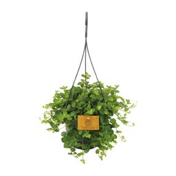 Peperomia Rotundifolia (16053)