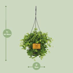 Peperomia Rotundifolia (16053)