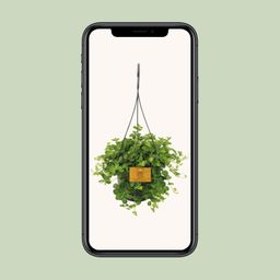 Peperomia Rotundifolia (16053)