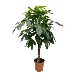 Pachira Aquatica - 170 cm - ø27 (8721055691914)