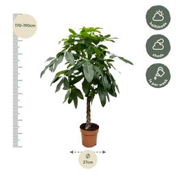 Pachira Aquatica - 170 cm - ø27 (8721055691914)