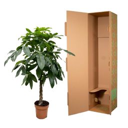 Pachira Aquatica - 170 cm - ø27 (8721055691914)