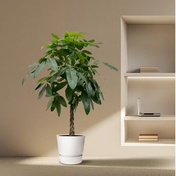 Pachira Aquatica - 170 cm - ø27 (8721055691914)