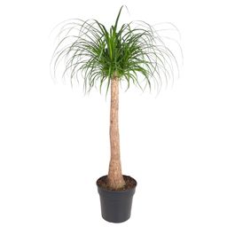 Beaucarnea stam - 120 cm - ø32 (8721055692065)