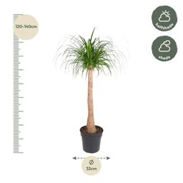 Beaucarnea stam - 120 cm - ø32 (8721055692065)