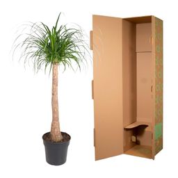 Beaucarnea stam - 120 cm - ø32 (8721055692065)