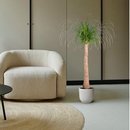 Beaucarnea stam - 120 cm - ø32 (8721055692065)