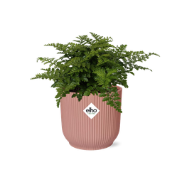 Asplenium Parvati in ELHO Vibes Fold 14cm roze (21801)
