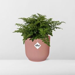 Asplenium Parvati in ELHO Vibes Fold 14cm roze (21801)