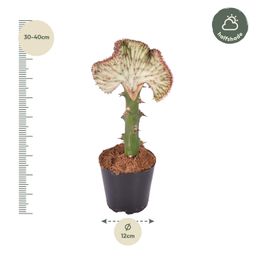 Euphorbia lactea Cristata rood - 35 cm - ø12 (8721081685055)